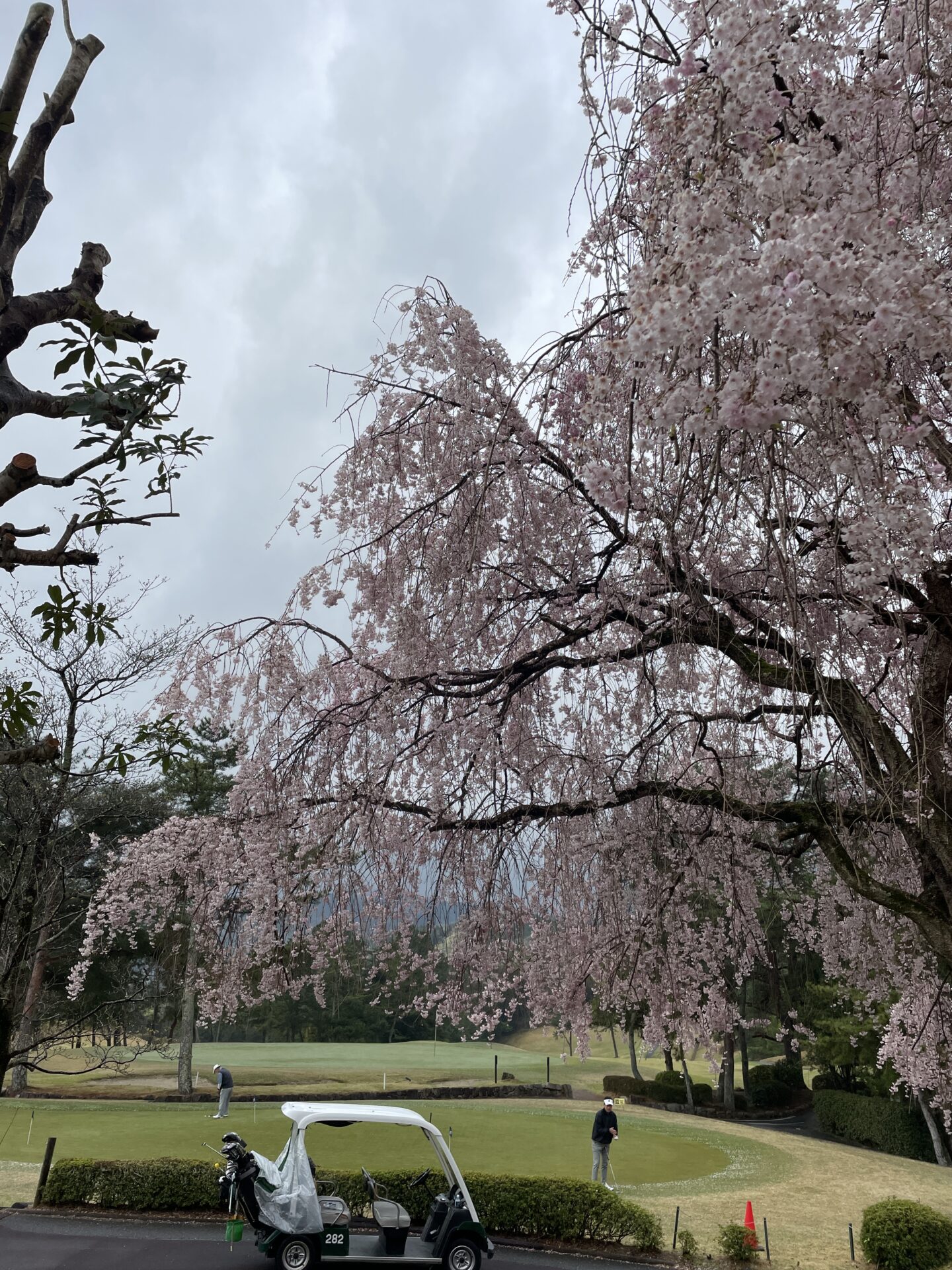 山の原GC　桜